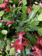 Schlumbergera