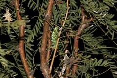 Neobarrettia spinosa