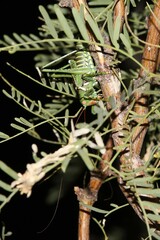 Neobarrettia spinosa