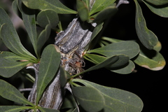 Eremobatidae