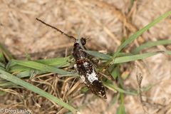 Enaphalodes taeniatus