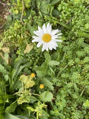 Leucanthemum