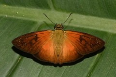 Augiades crinisus