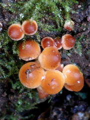 Flammulina velutipes