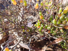 Frankenia pauciflora