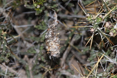 Diguetia imperiosa