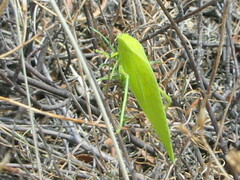 Amblycorypha oblongifolia