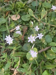 Richardia grandiflora