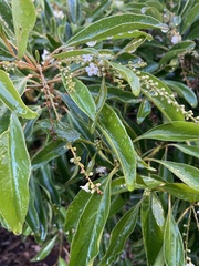 Citharexylum spinosum