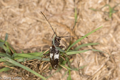 Enaphalodes taeniatus