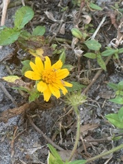 Sphagneticola trilobata