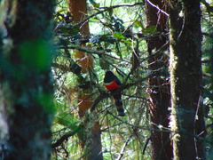 Trogon mexicanus