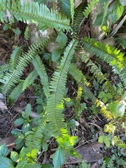 Nephrolepis cordifolia