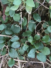 Packera obovata