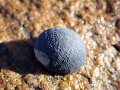 Nerita atramentosa