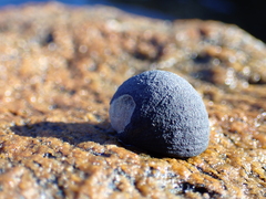 Nerita atramentosa