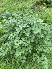 Petroselinum crispum