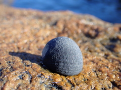 Nerita atramentosa