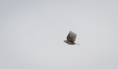 Anthus spragueii