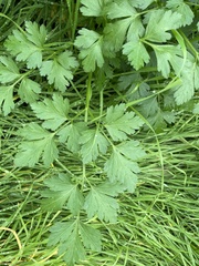 Petroselinum crispum