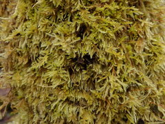 Scytinium polycarpum