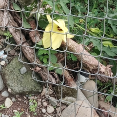 Abelmoschus moschatus