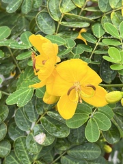 Senna pendula