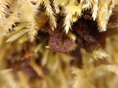 Scytinium polycarpum