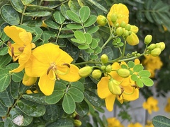 Senna pendula