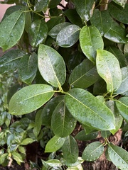 Ficus aurea
