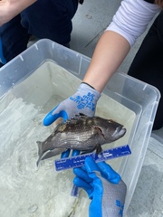 Centropristis striata