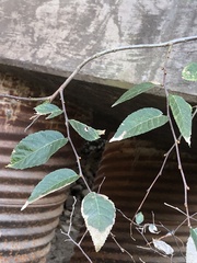 Planera aquatica