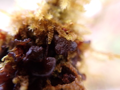 Scytinium polycarpum