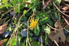 Scorzoneroides autumnalis