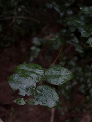 Myrcianthes fragrans
