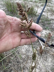 Eragrostis secundiflora