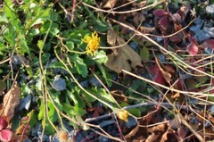 Scorzoneroides autumnalis