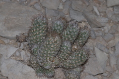 Escobaria tuberculosa