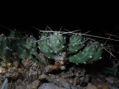 Grusonia