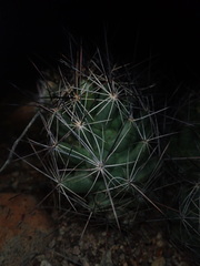 Coryphantha macromeris macromeris