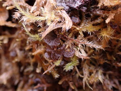 Scytinium polycarpum