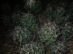 Coryphantha macromeris macromeris