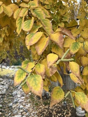 Betula