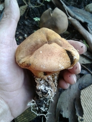 Scleroderma bovista