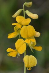 Rhynchosia minima australis