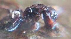 Ophiocordyceps unilateralis