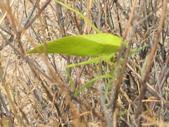 Amblycorypha oblongifolia