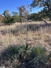 Yucca constricta