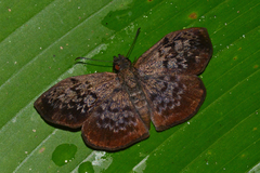 Camptopleura auxo