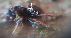 Ophiocordyceps unilateralis